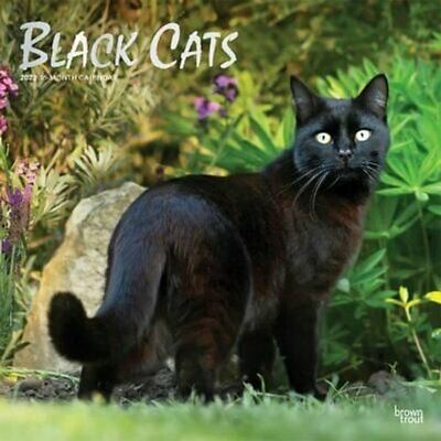 Black Cats 2022 Square